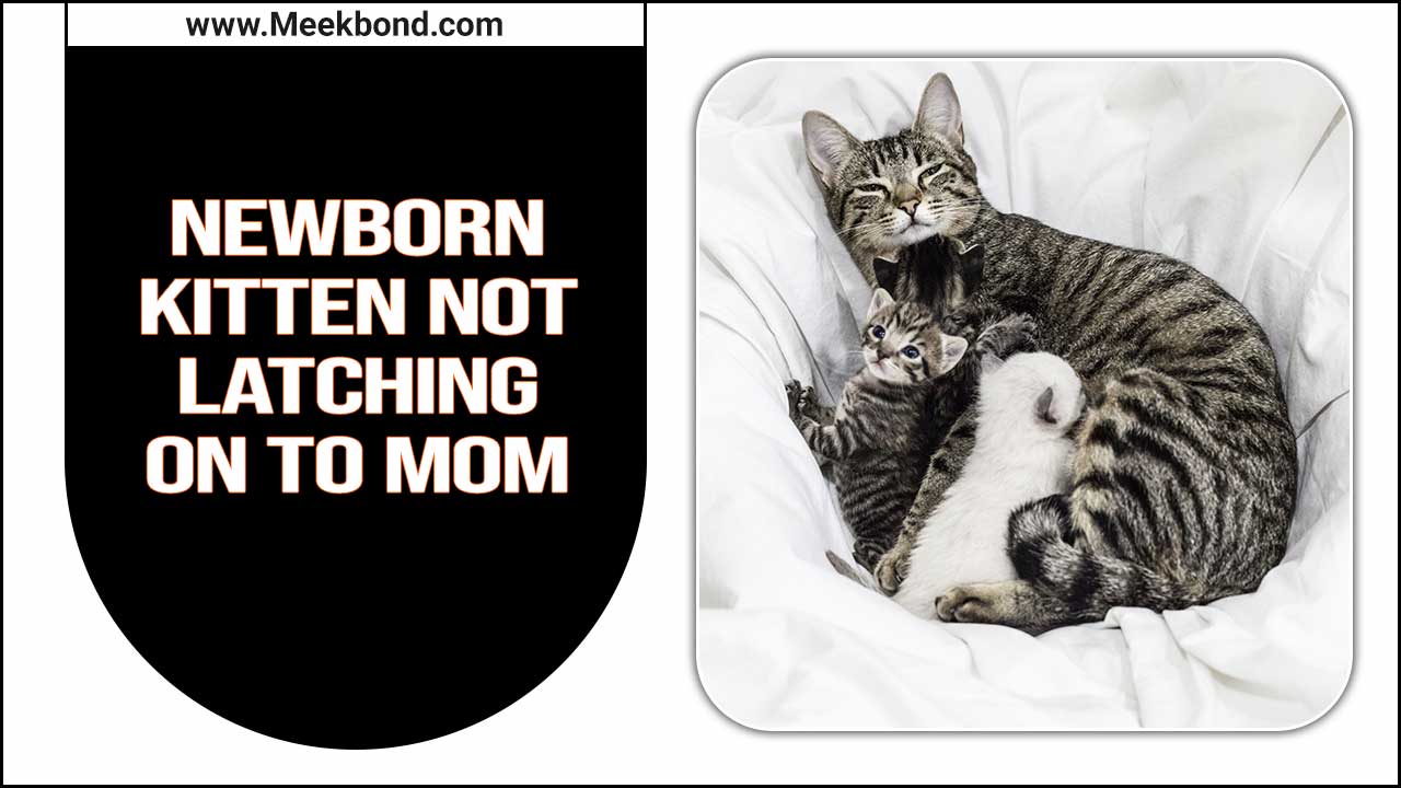 Newborn Kitten Not Latching On To Mom – You Have To Know