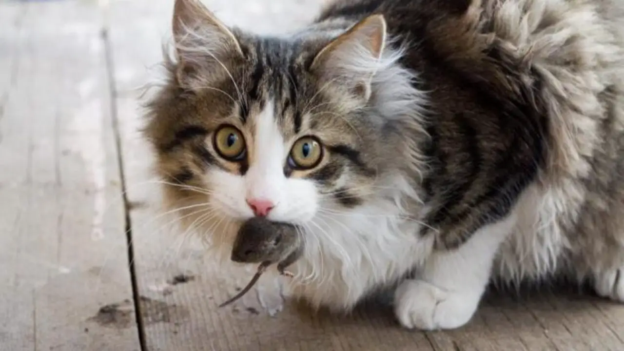 Potential Health Risks For Cats Who Eat Mice