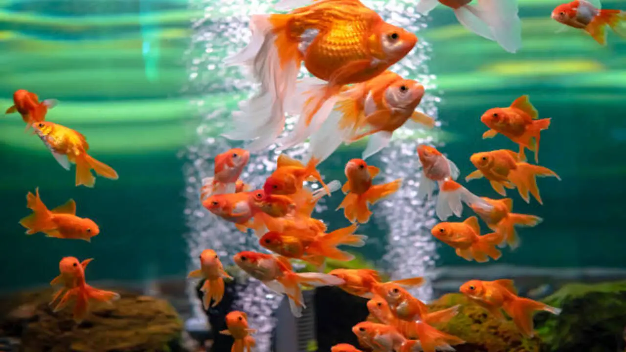 Prevention Tips To Avoid Future Occurrences Of A String Hanging From A Goldfish