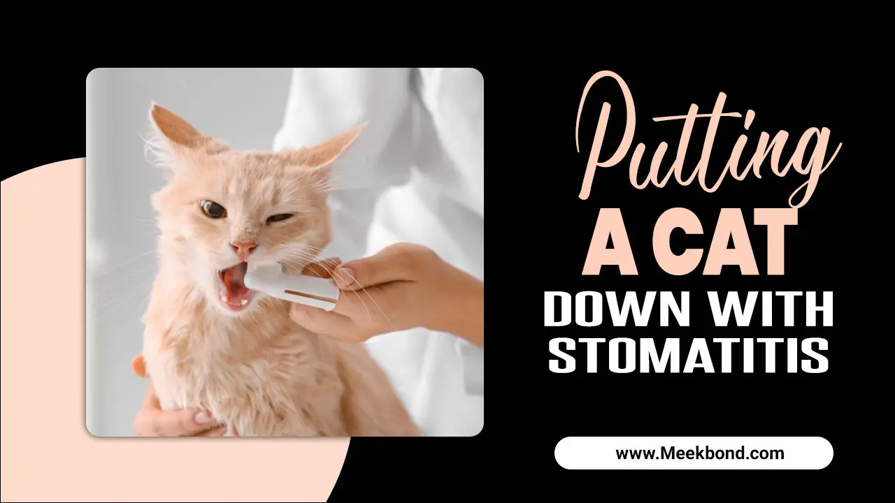 Putting A Cat Down With Stomatitis – The Solution