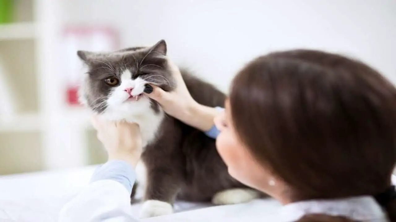 Putting Down A Cat With Stomatitis – Should You Do It