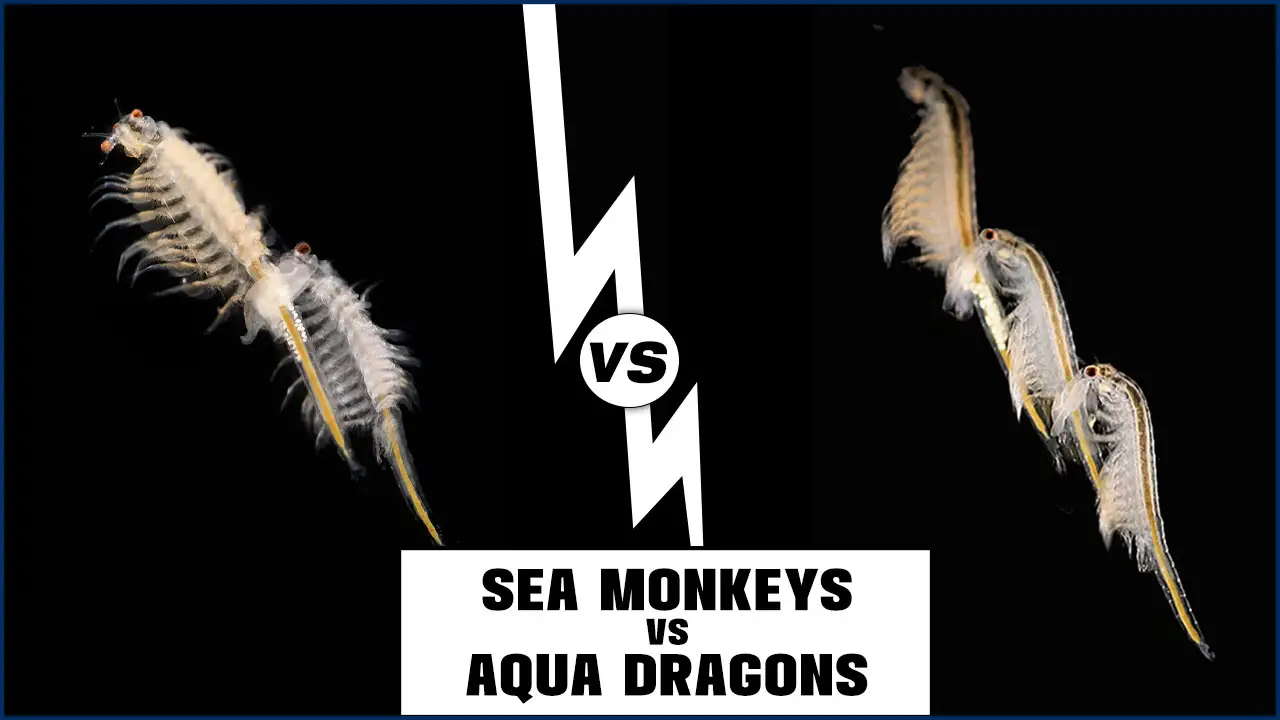 The Truth About Sea Monkeys Vs Aqua Dragons – Comparison