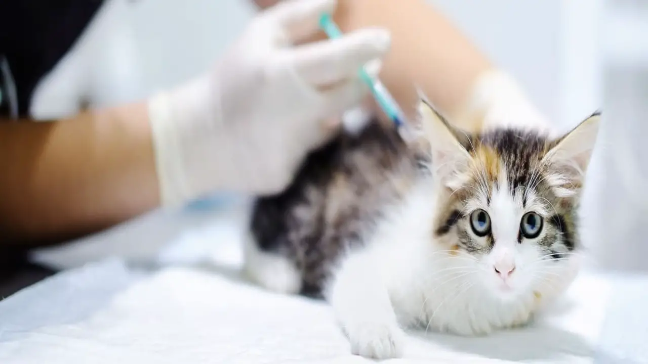 Some Steps To Fix Cat Lethargic After An Antibiotic Shot Situation