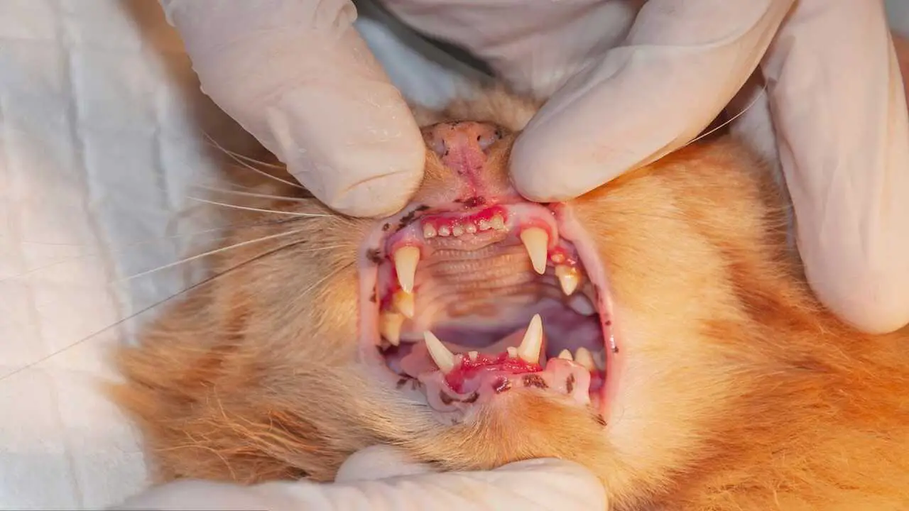 Stomatitis In Cats What It Is And How It’s Treated