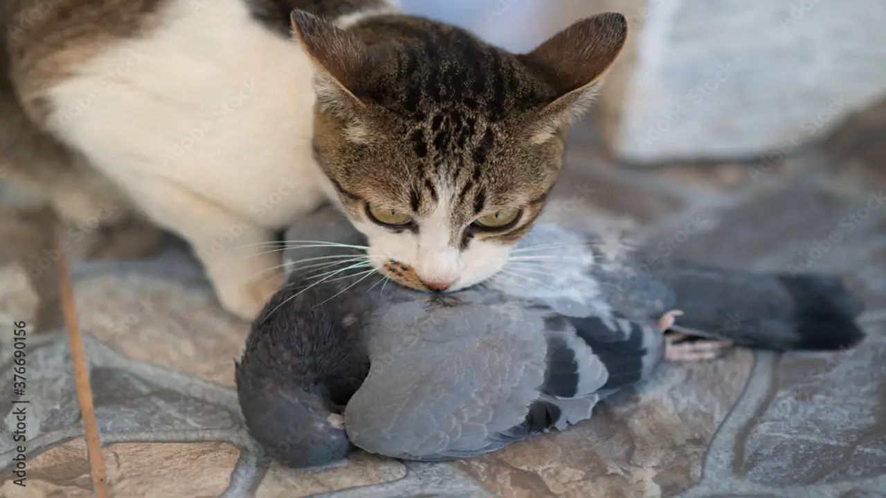 Tips For Caring For A Pigeon Toed Cat At Home