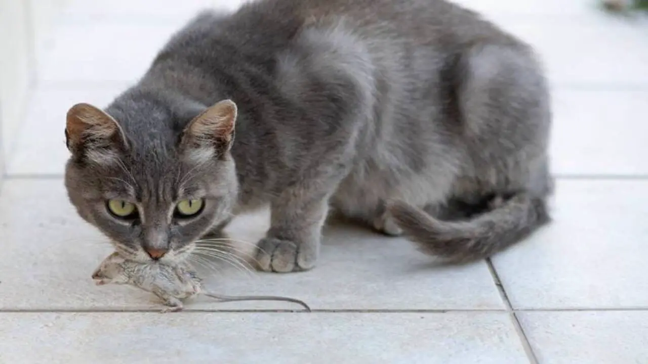 Tips For Cleaning Up After A Cat Eats A Mouse