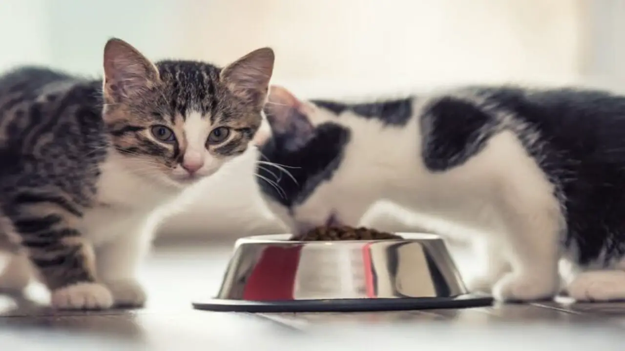 Tips For Ensuring Proper Nutrition And Exercise For Your Growing Kitten