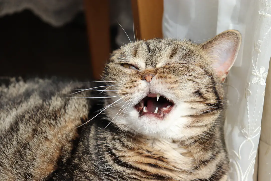 Tips For Preventing Sneezing Episodes In Cats After Eating