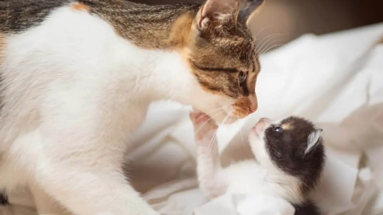Tips For Reintroducing The Kittens To The Mother Cat