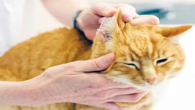 Treating Cat Freckles Near Ears - Natural Remedies And Medical Treatments