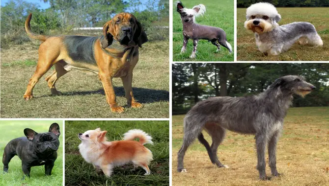 What Are The Different Characteristics Of The Different Dog Breeds
