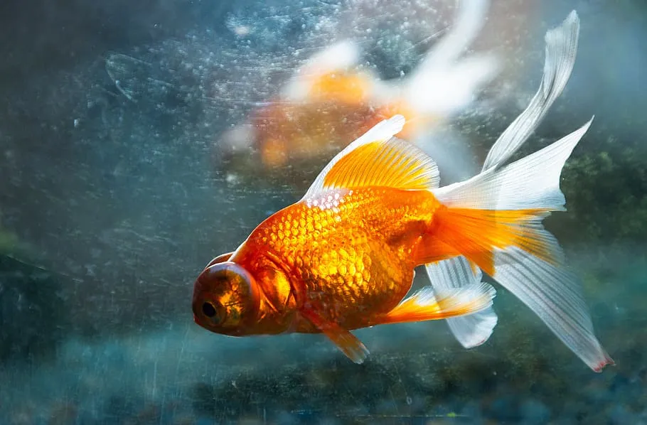 What Different Types Of Goldfish Poop Mean