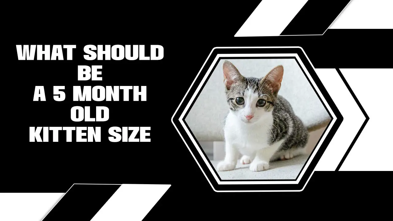What Should Be A 5 Month Old Kitten Size? A Cute Discussion