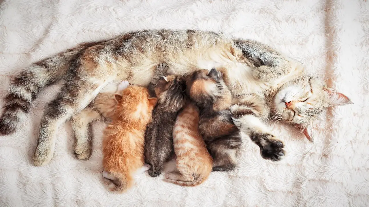 What To Do If A Mother Cat Can't Nurse Her Kittens
