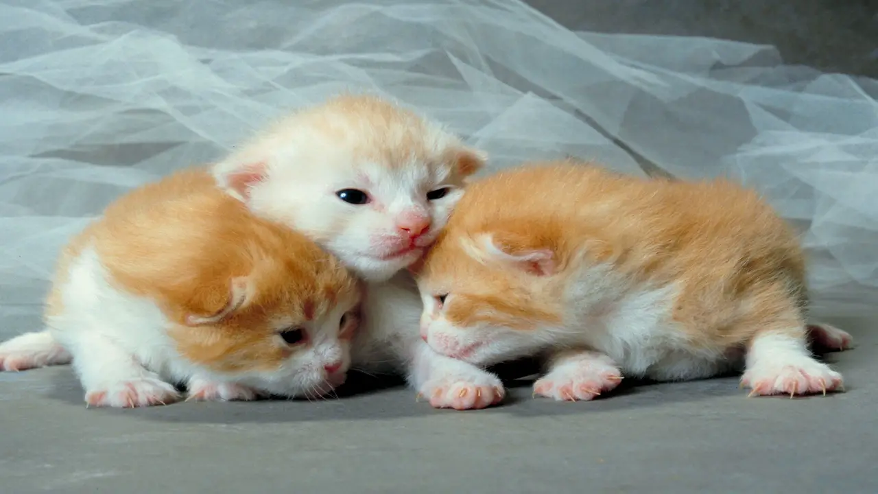What To Do If Mother Cat Rejects Her Newborn Kittens