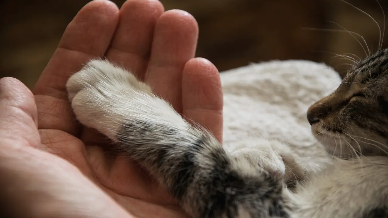 What To Do if Your Cat's Paw or Leg Is Swollen
