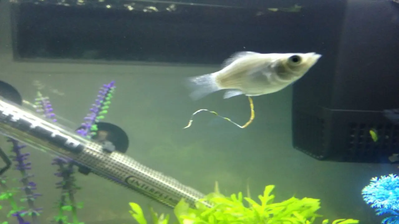 What's This White String Coming Out Of Fish