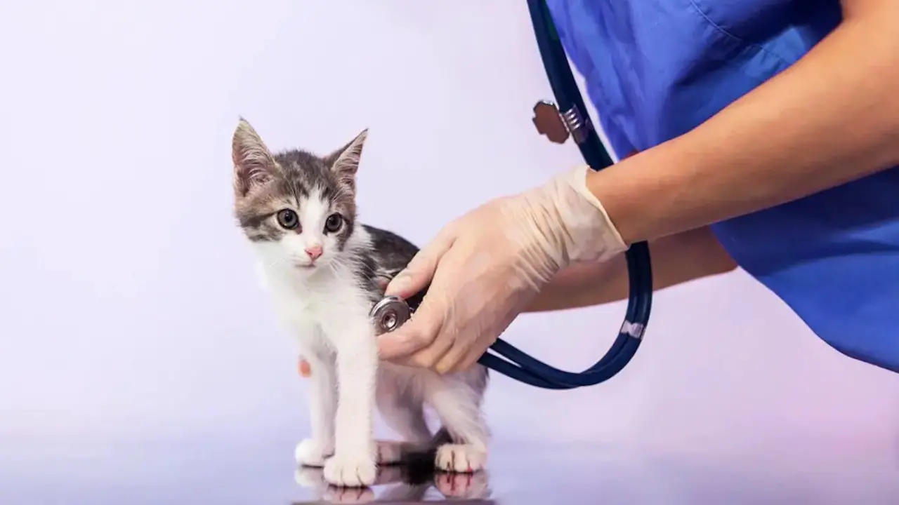 When To Consult A Veterinarian About Your Kitten's Size