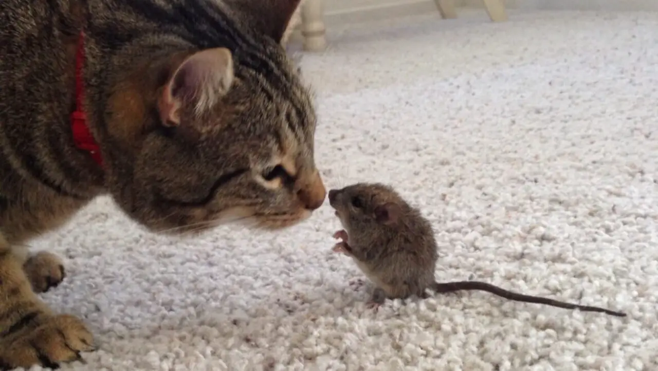 Why Do Cats Play With Mice