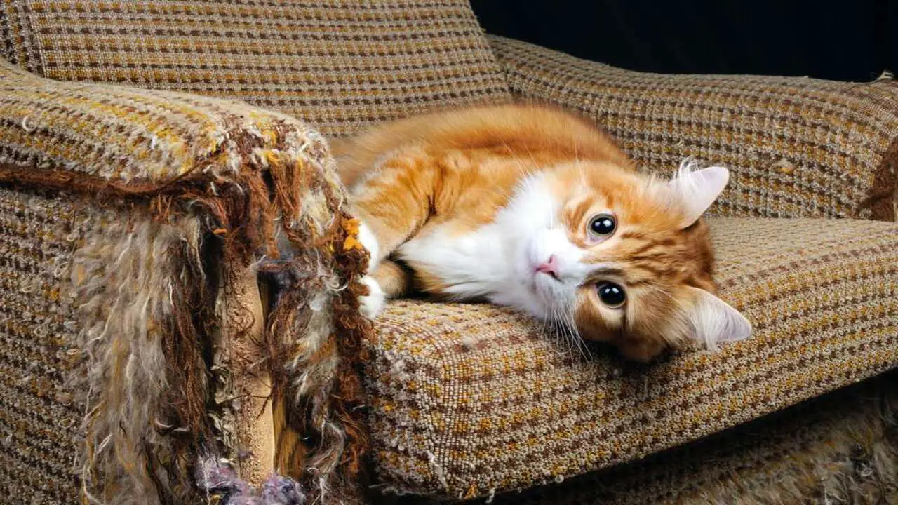 Why Do Cats Scratch Your Furniture And How Can You Stop It