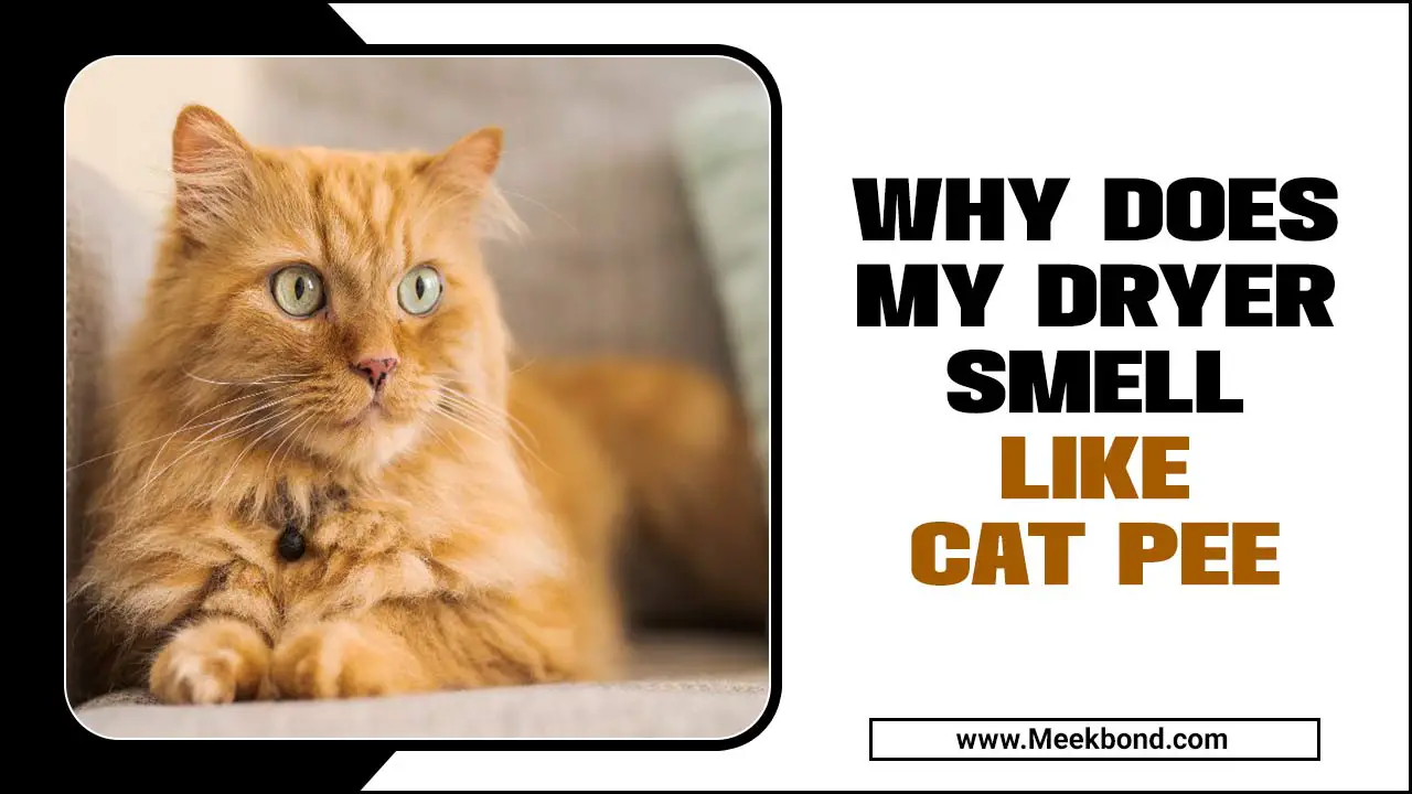 Why Does My Dryer Smell Like Cat Pee? – Nursing Pets