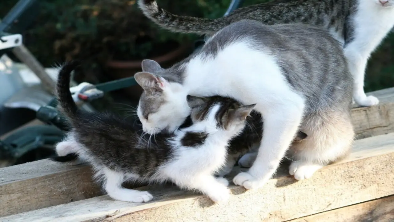 Why Is My Cat Walking Away From Her Kittens – Amazing 5 Cause