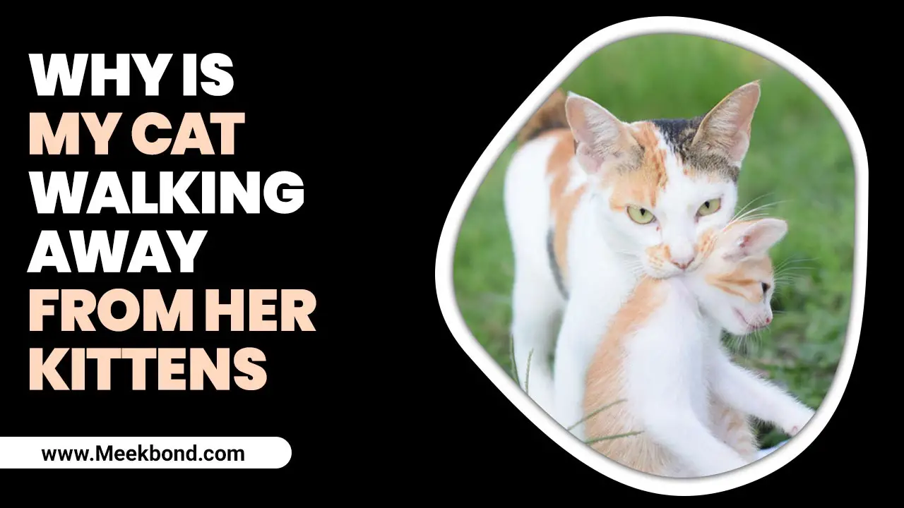 Why Is My Cat Walking Away From Her Kittens? – Amazing 5 Reasons
