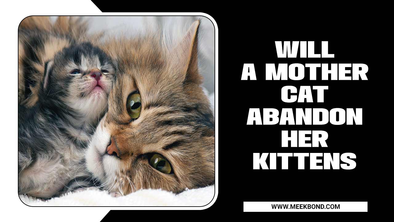 Will A Mother Cat Abandon Her Kittens- If You Touch Them?