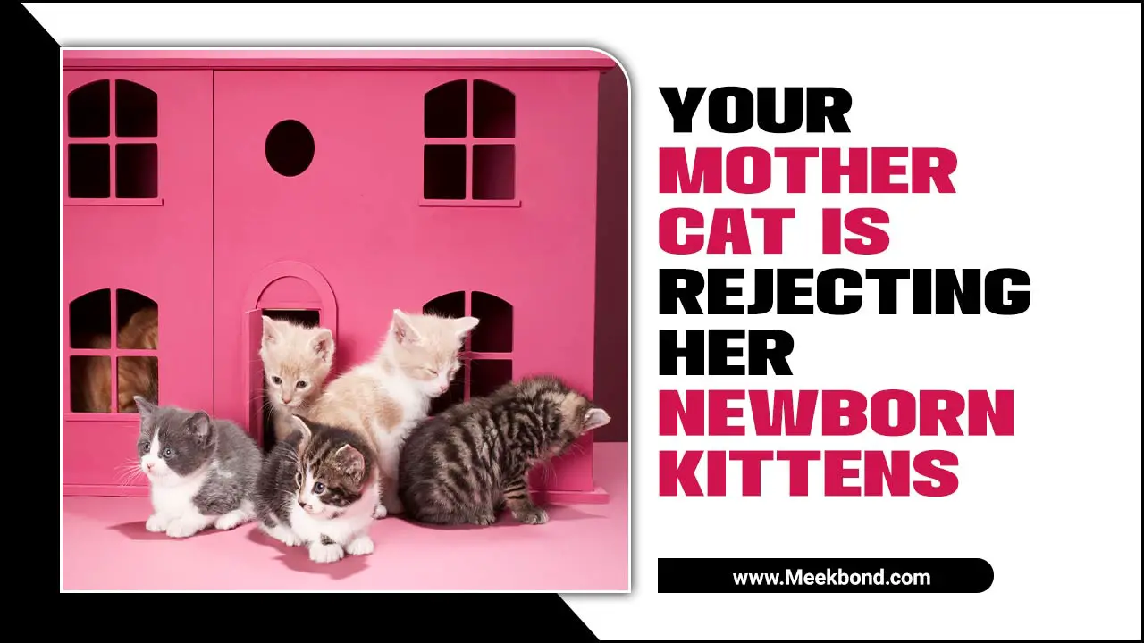 Your Mother Cat Is Rejecting Her Newborn Kittens – 5 Signs Need To Know