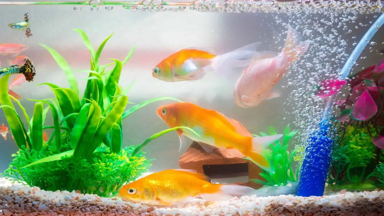 10 Effective Tips On How To Lower Ammonia In A Fish Tank
