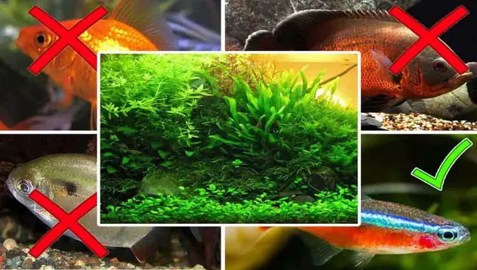 6 Fish To Avoid In Planted Tanks