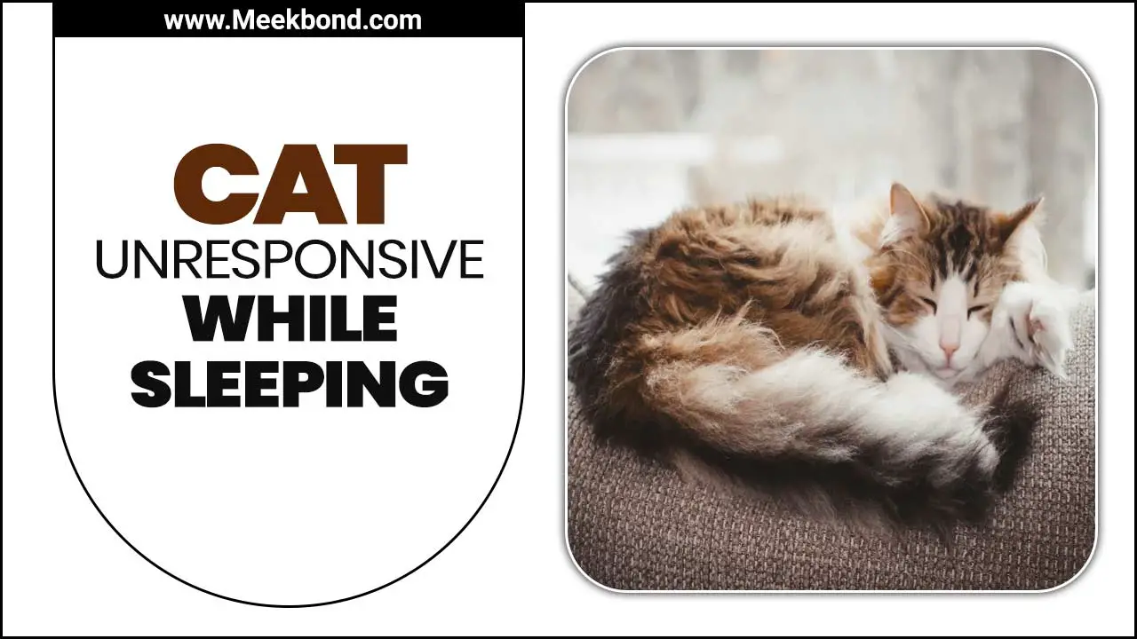Cat Unresponsive While Sleeping – 8 Signs You Need To Get Them A Vet