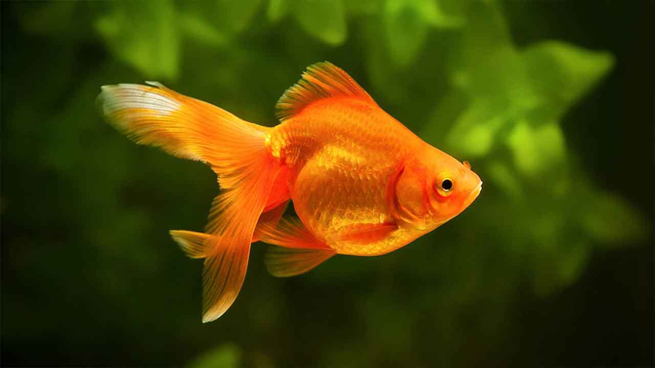 Factors To Consider Before Euthanizing A Fish With Swim Bladder Disorder
