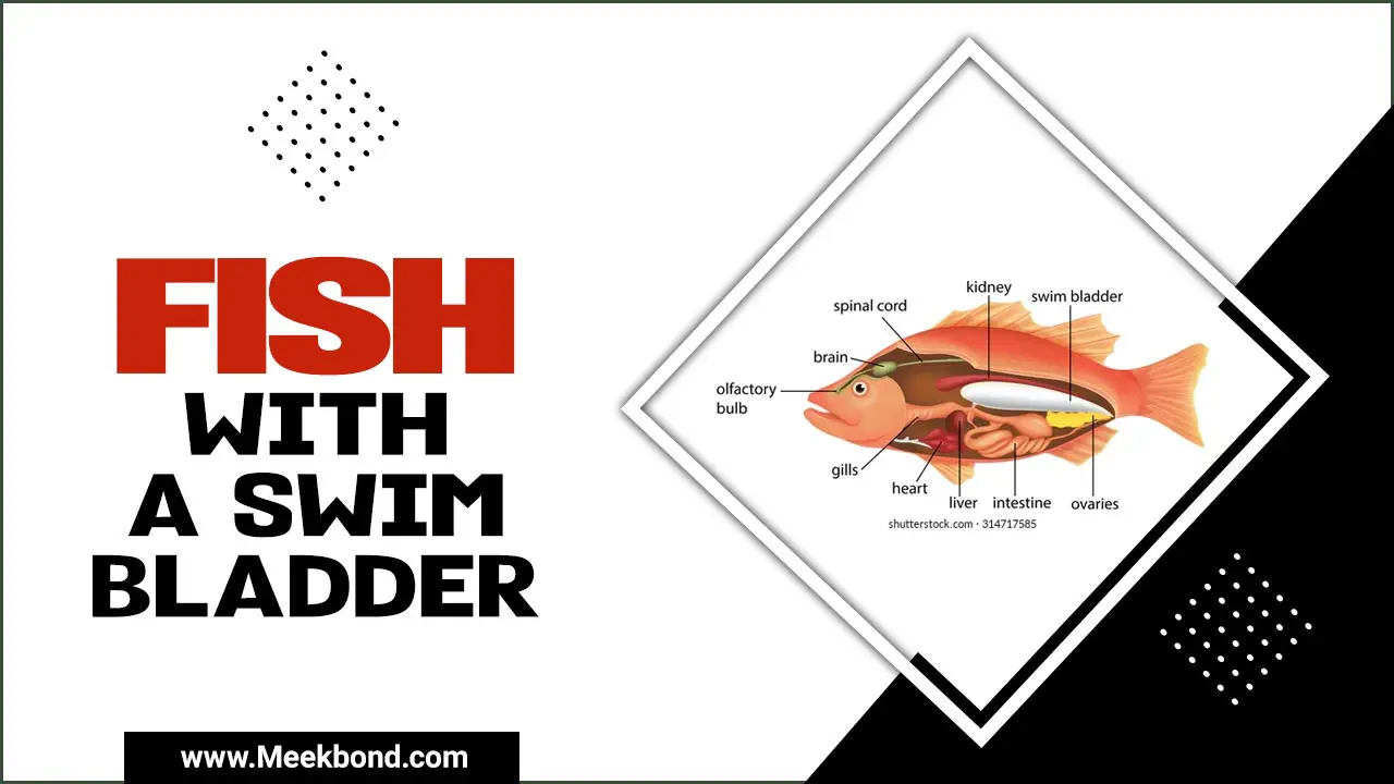 Should I Euthanize My Fish With A Swim Bladder – Full Guideline