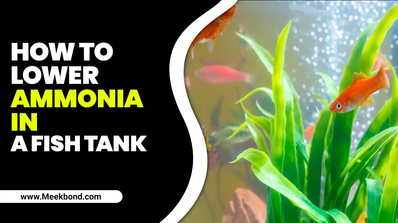 How To Lower Ammonia In A Fish Tank [Sign With Solved]