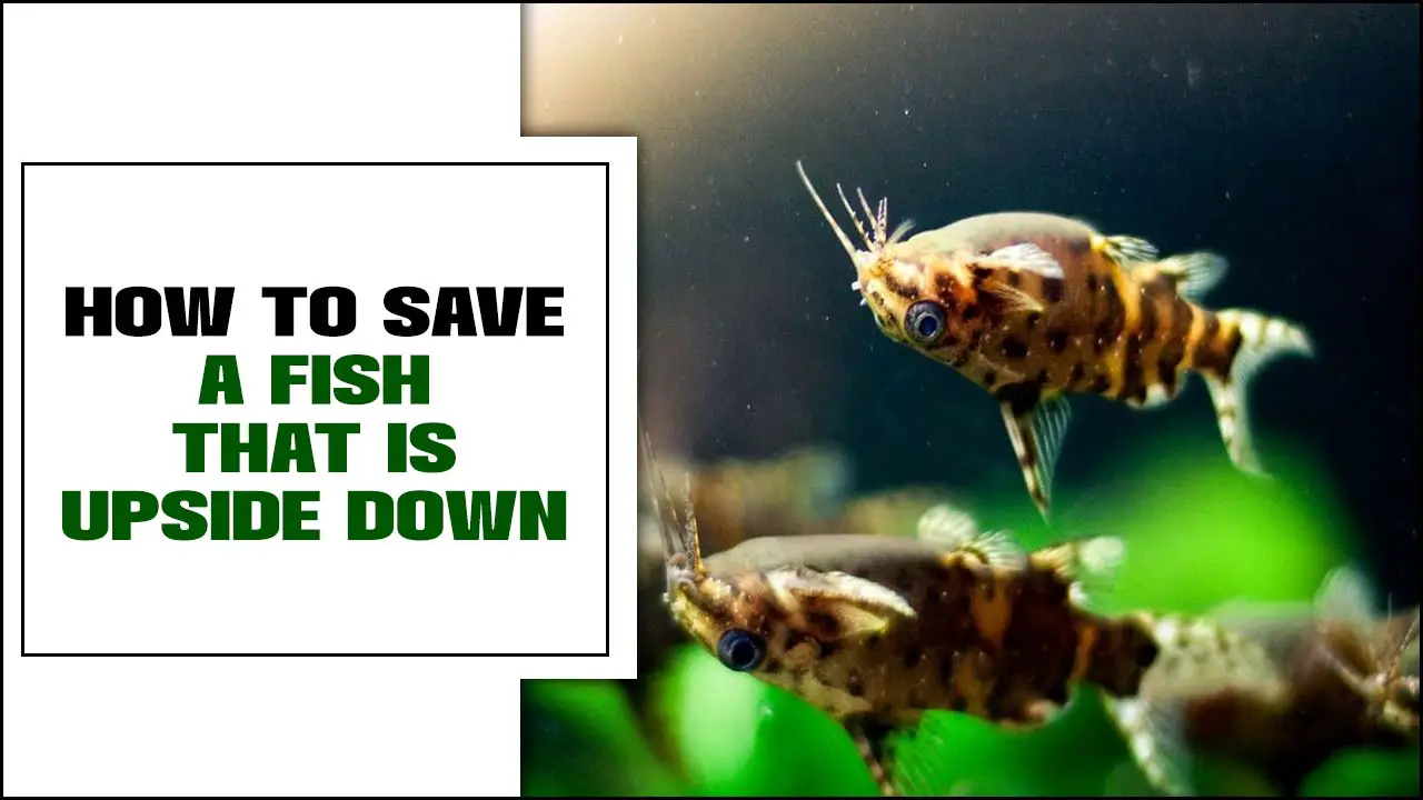 How To Save A Fish That Is Upside Down – Full Guideline