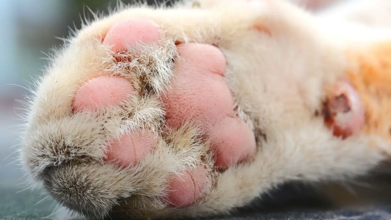 How To Treat Cat Swollen Paw Home Remedy