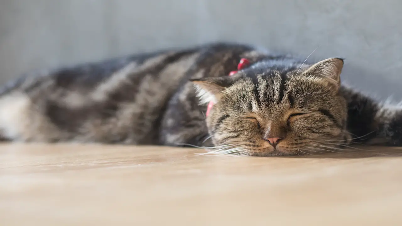 Is It Worrying If My Cat Unresponsive While Sleeping - 8 Signs You Need To Get Them A Vet