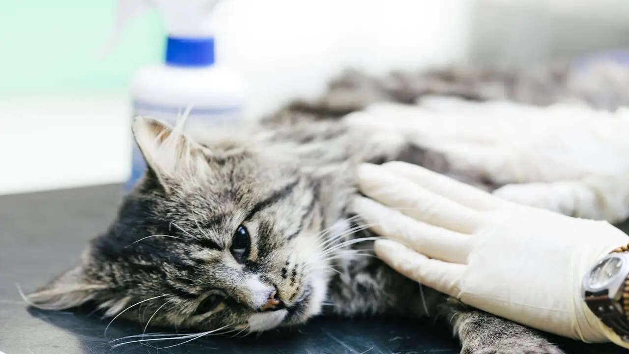 Potential Treatments For An Unresponsive Cat While Sleeping