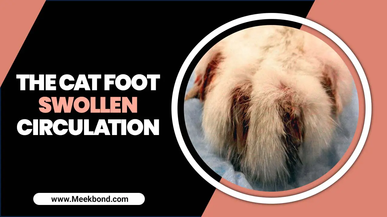 The Cat Foot Swollen Circulation – What You Should Know