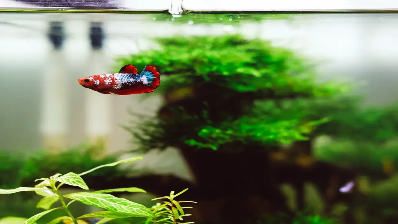 Things You Should Not Do While Lowering Ammonia Levels In A Fish Tank
