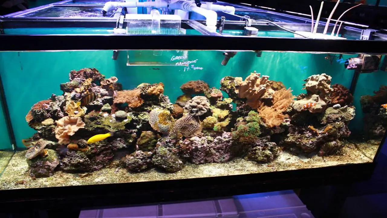 Use A Saltwater Aquarium System