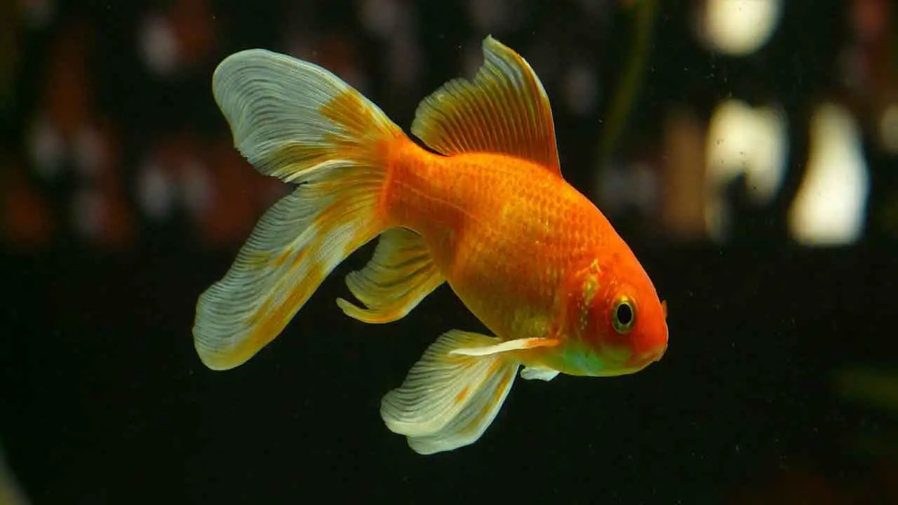 What Are The Causes That Your Fish Has Swim Bladder Disease