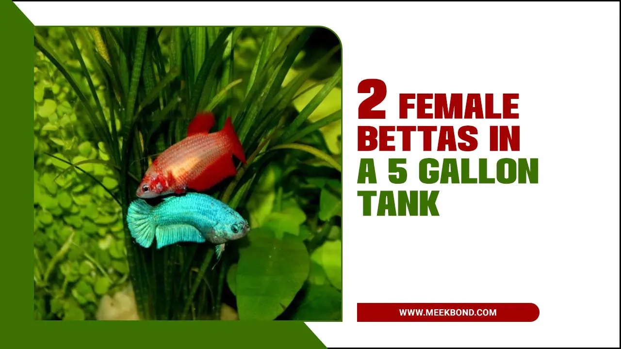 How Can You Put 2 Female Bettas In A 5 Gallon Tank