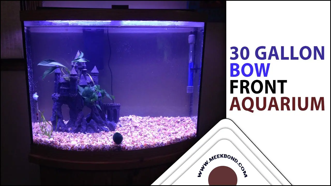 Setting Up A 30 Gallon Bow Front Aquarium