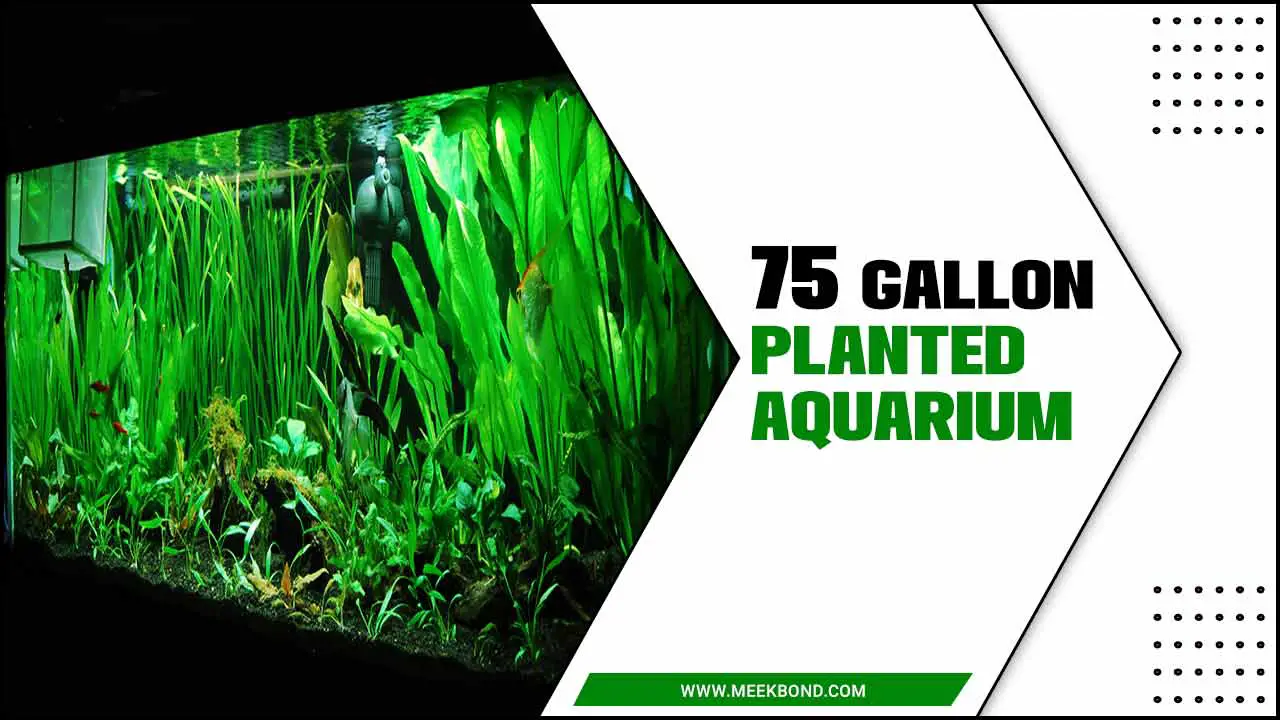 Creating A Beautiful 75 Gallon Planted Aquarium