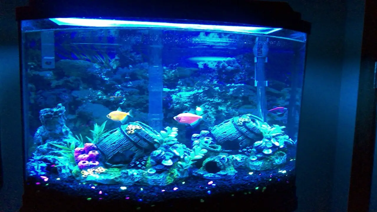 A Step-By-Step Guide To Setting Up A 30 Gallon Bow Front Aquarium