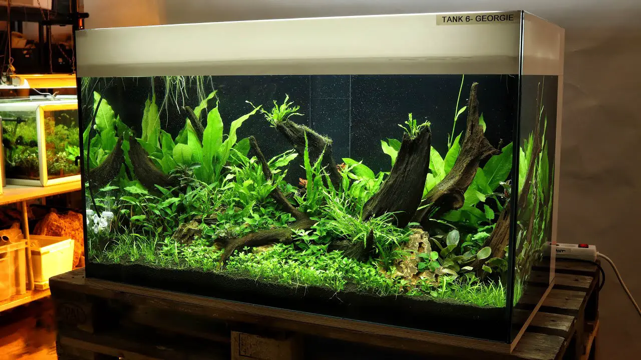 A Step-By-Step Guideline For Using Peat Moss Aquarium For Maintenance