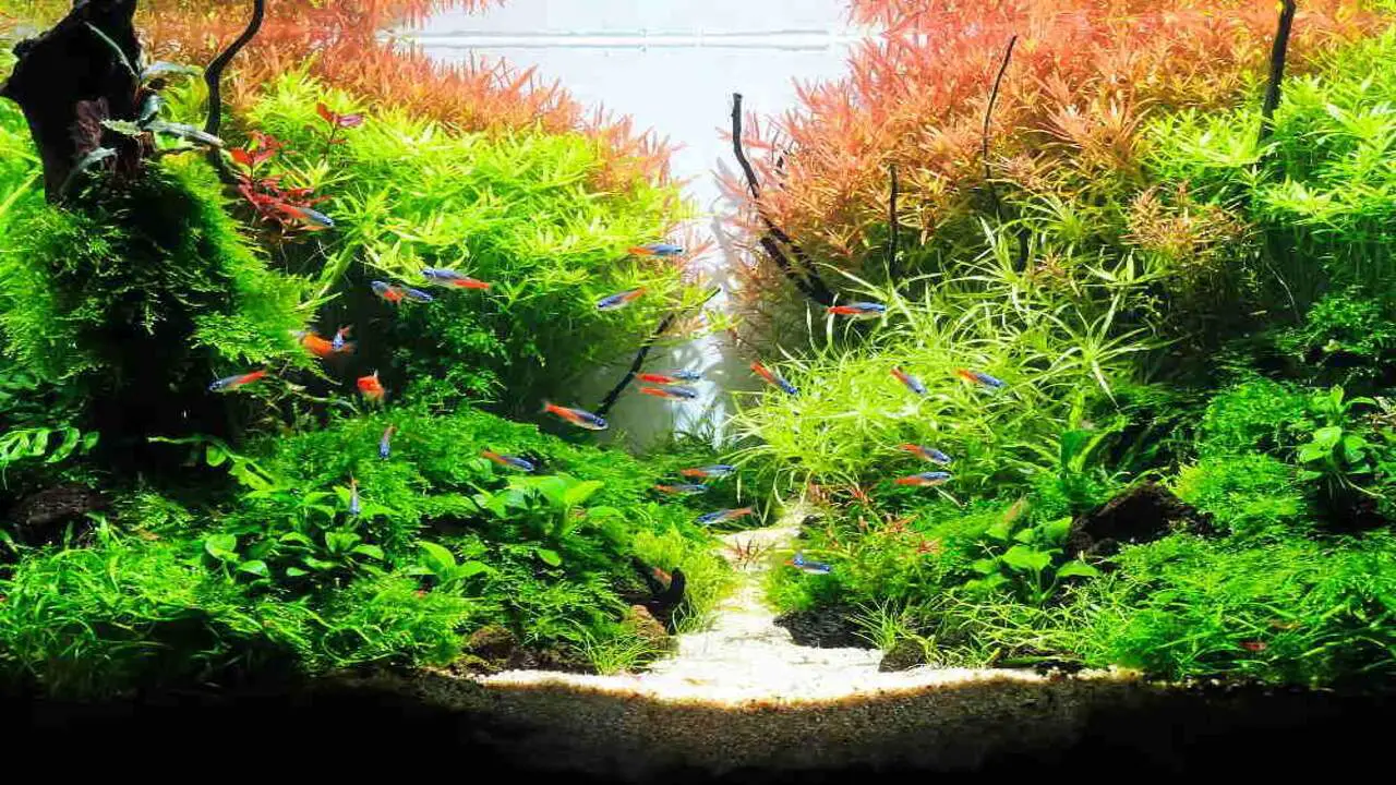 About Petco-Aquarium Plants
