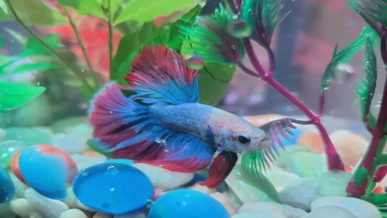 About Stars-And Stripes Betta Fish